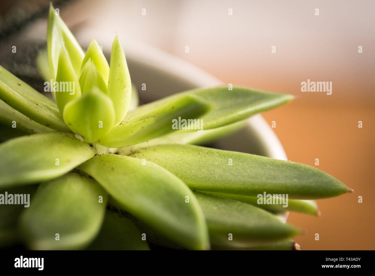 Aloe Vera Foto Stock