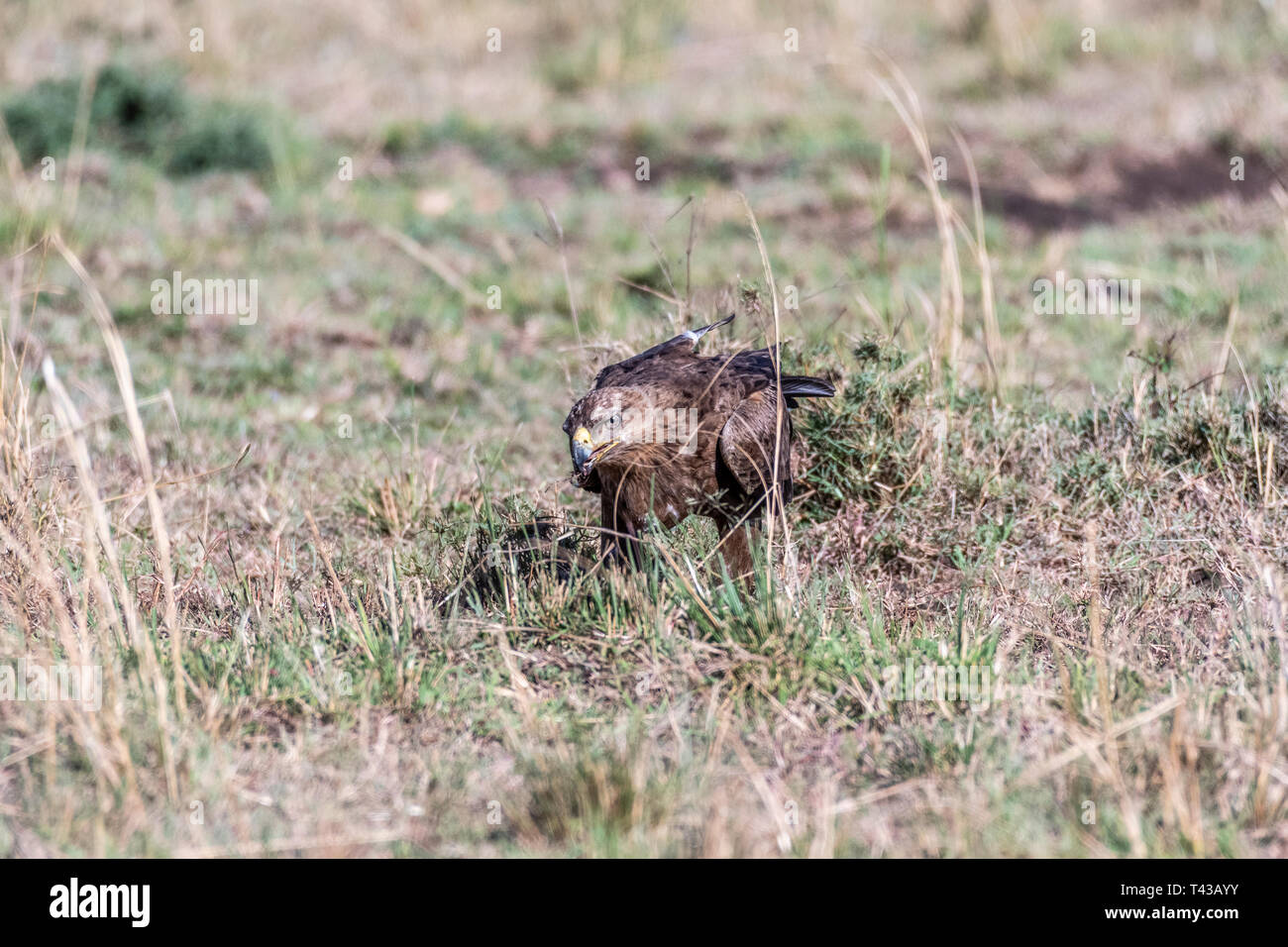 Bruno eagle mangiare a sinistra su pelle di animale in Masai Mara riserva nazionale Foto Stock