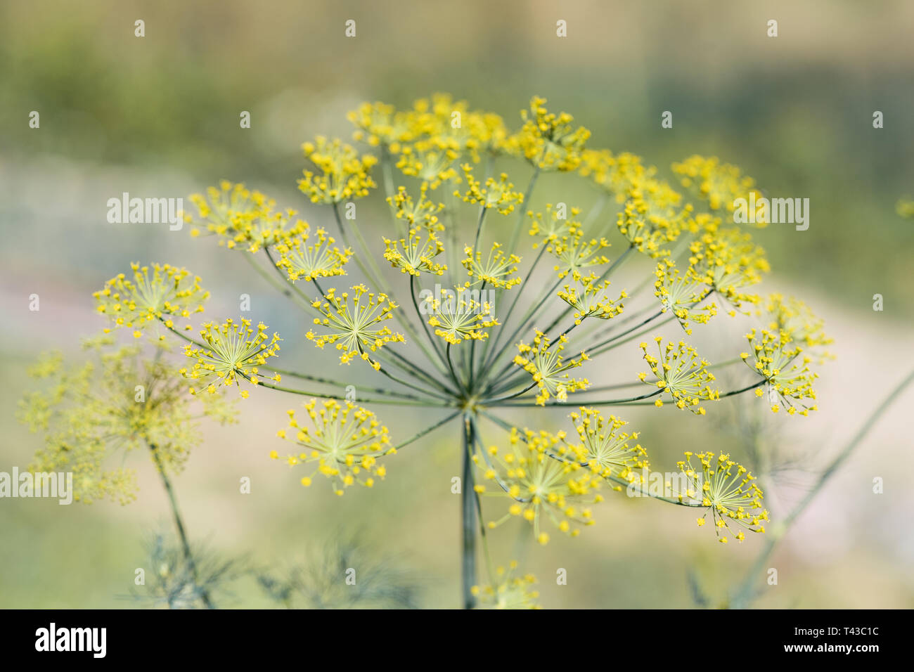 Un fiore di aneto sfondo nel periodo estivo. Foto Stock