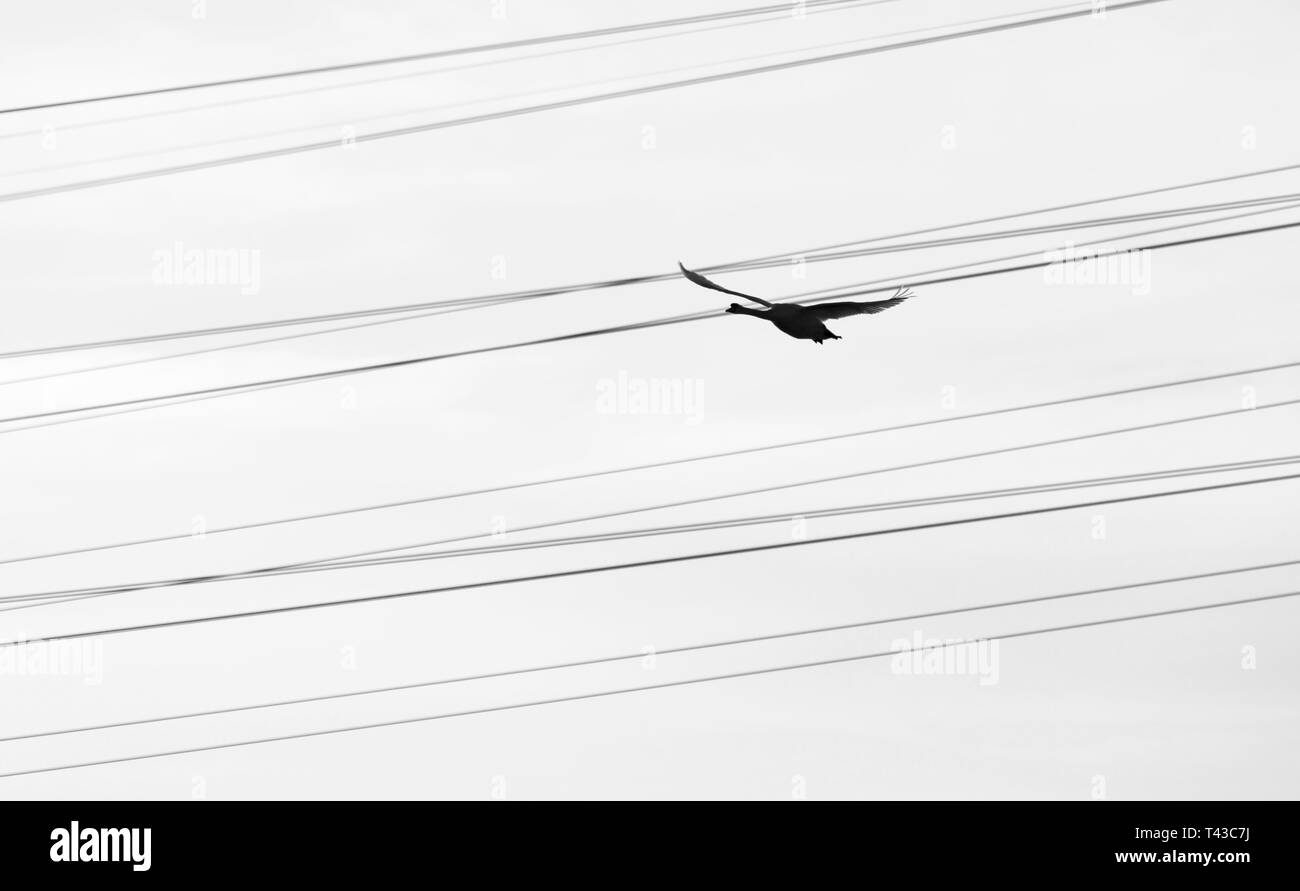 Big swan vola sotto il cavo elettrico linee Foto Stock