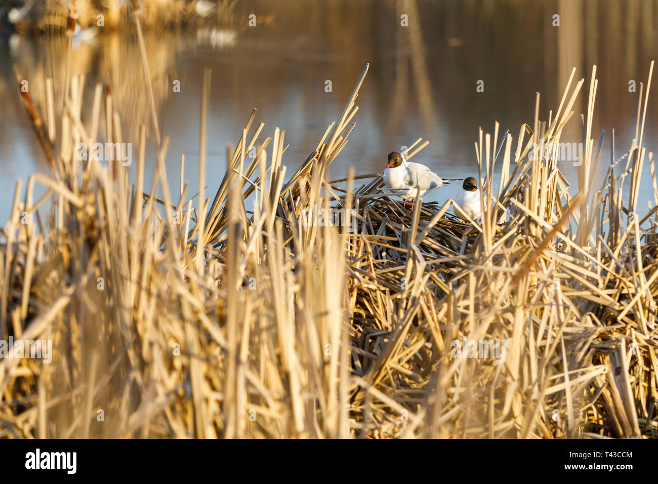 Più terne razza nel nido naturale fatto di razza e di fieno in primavera Foto Stock