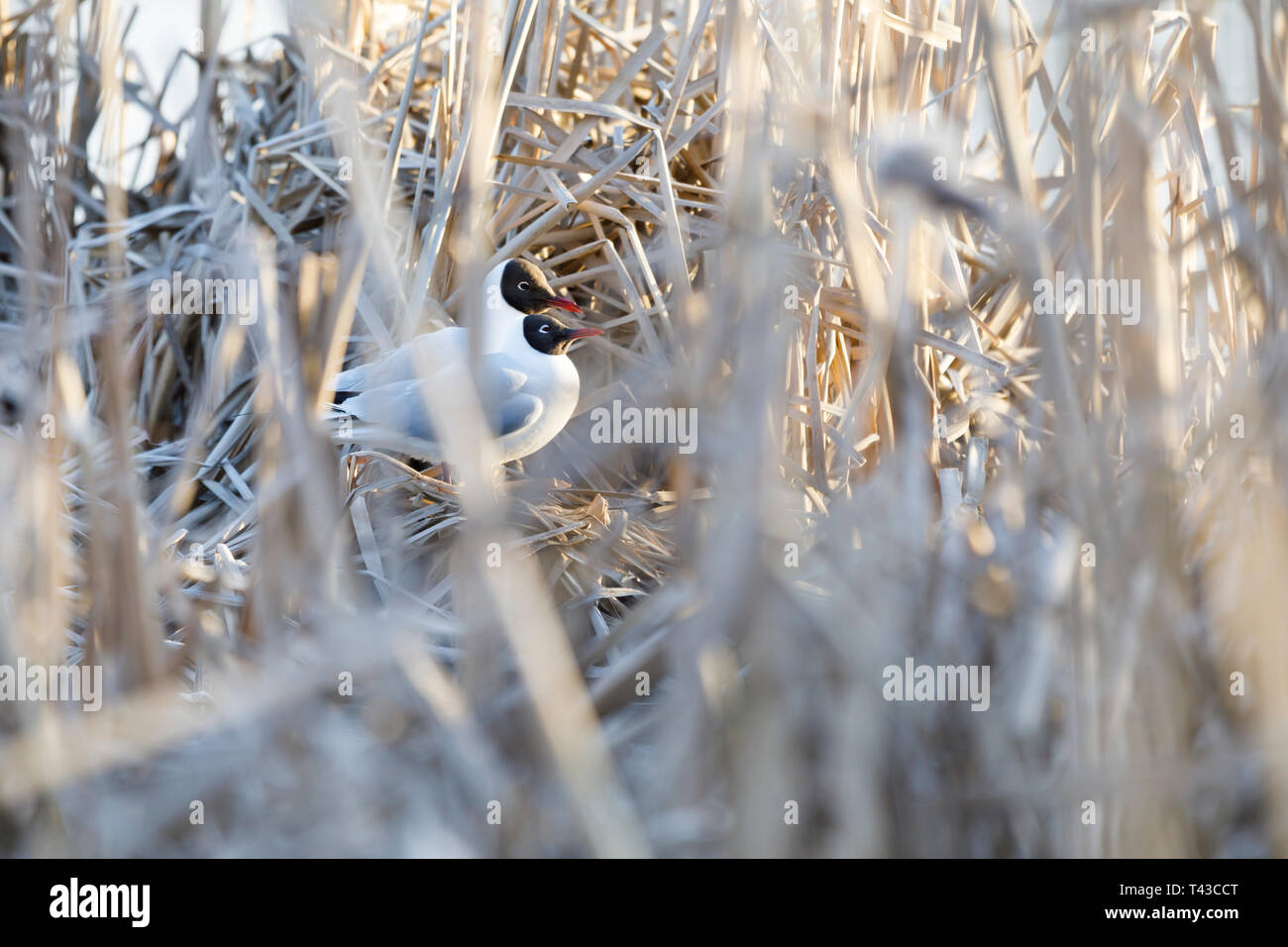 Più terne razza nel nido naturale fatto di razza e di fieno in primavera Foto Stock