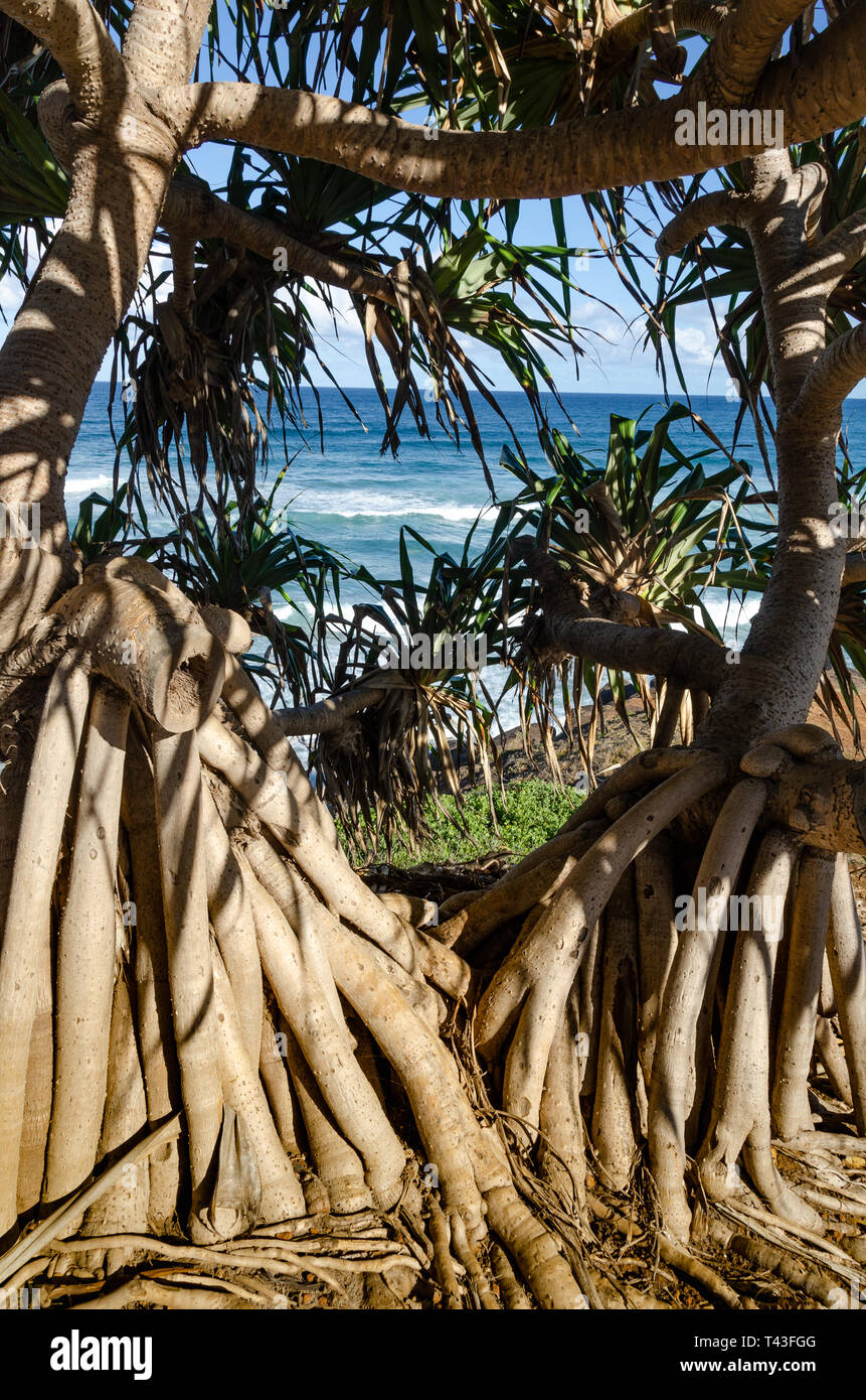 Alberi di pandanus su una scogliera a Ballina, Nuovo Galles del Sud, Australia Foto Stock
