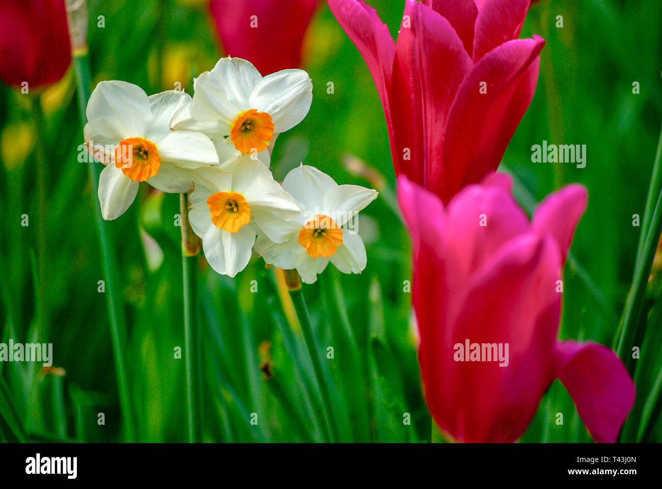 Fioritura di narcisi e tulipani in un campo di fiori. Foto Stock