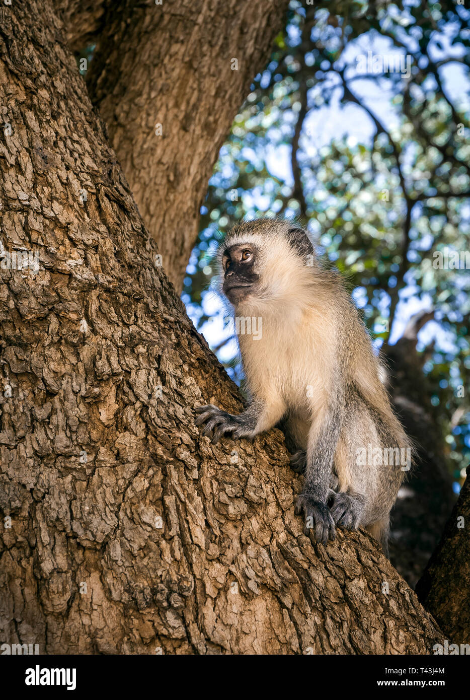 Primo piano della cute vervet monkey su un ramo in Tsavo East Park, Kenya Foto Stock