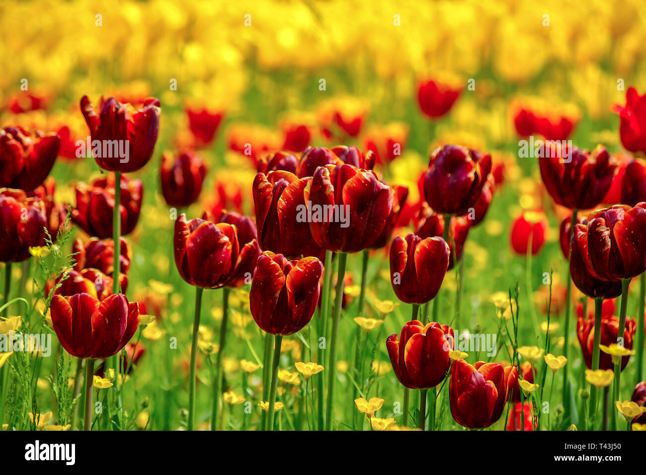 Un campo di rosso scuro tulipani. Foto Stock