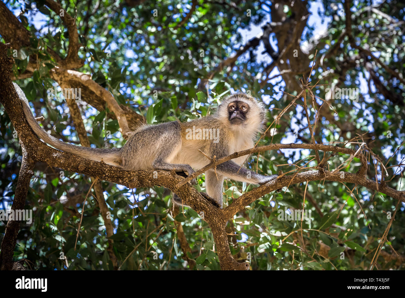 Primo piano della cute vervet monkey su un ramo in Tsavo East Park, Kenya Foto Stock