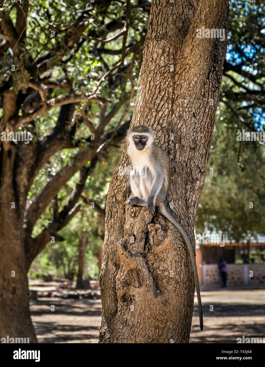 Primo piano della cute vervet monkey su un ramo in Tsavo East Park, Kenya Foto Stock