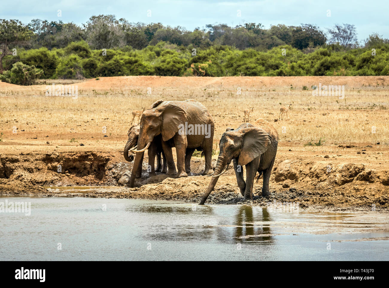 Branco di elefanti africani sulle pianure di Savannah a Tsavo East Park, Kenya Foto Stock