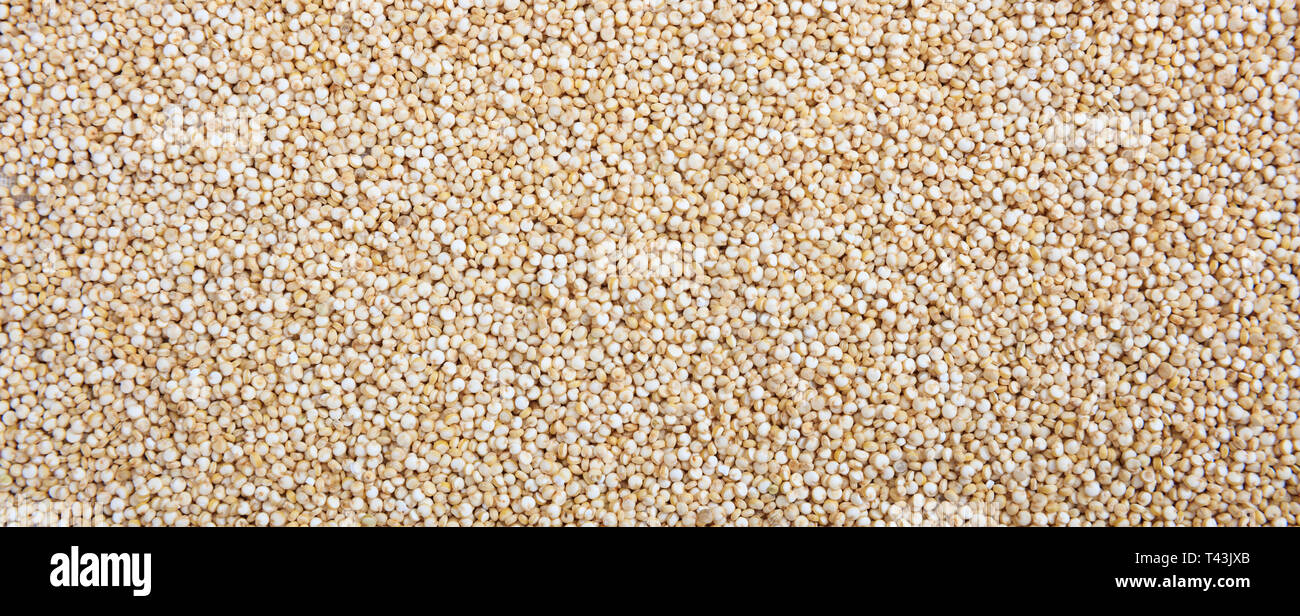 Materie di quinoa grani a secco di colore bianco pieno frame sfondo, banner. Close up vista superiore Foto Stock