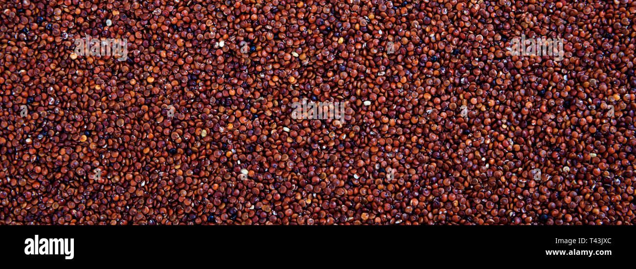 Materie di quinoa grani a secco di colore rosso pieno frame sfondo, banner. Close up vista superiore Foto Stock