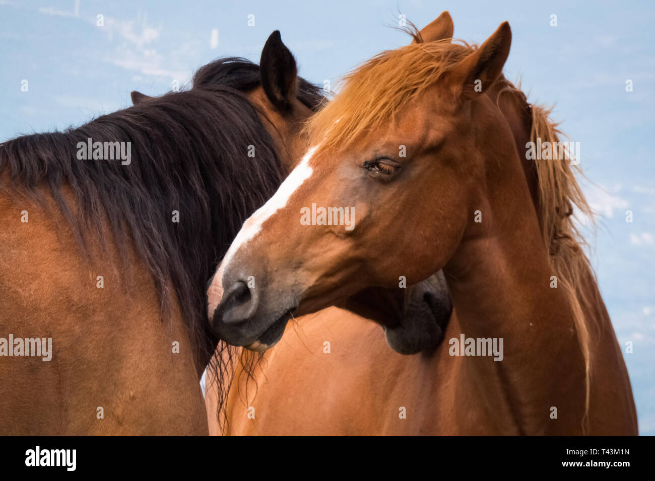I cavalli selvatici in natura. Foto Stock
