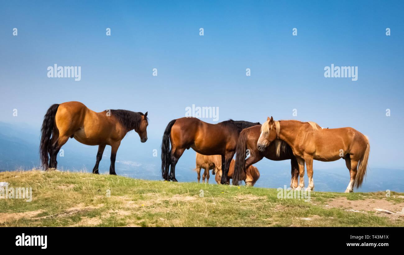 Gruppo di cavalli selvaggi in natura Foto Stock