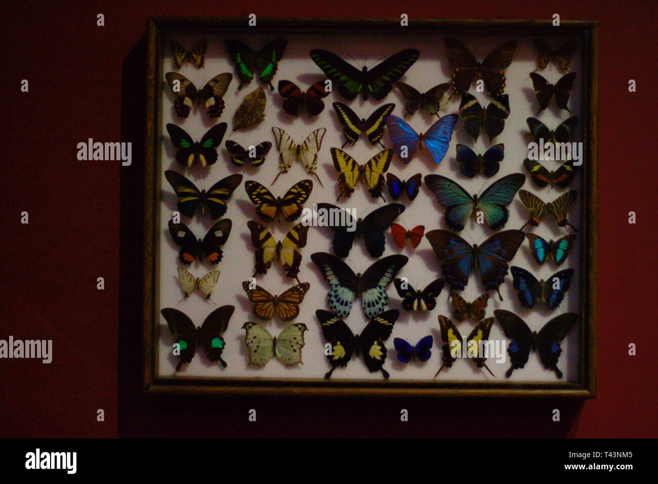 Collezione di farfalle. Riposte in una scatola. Foto Stock