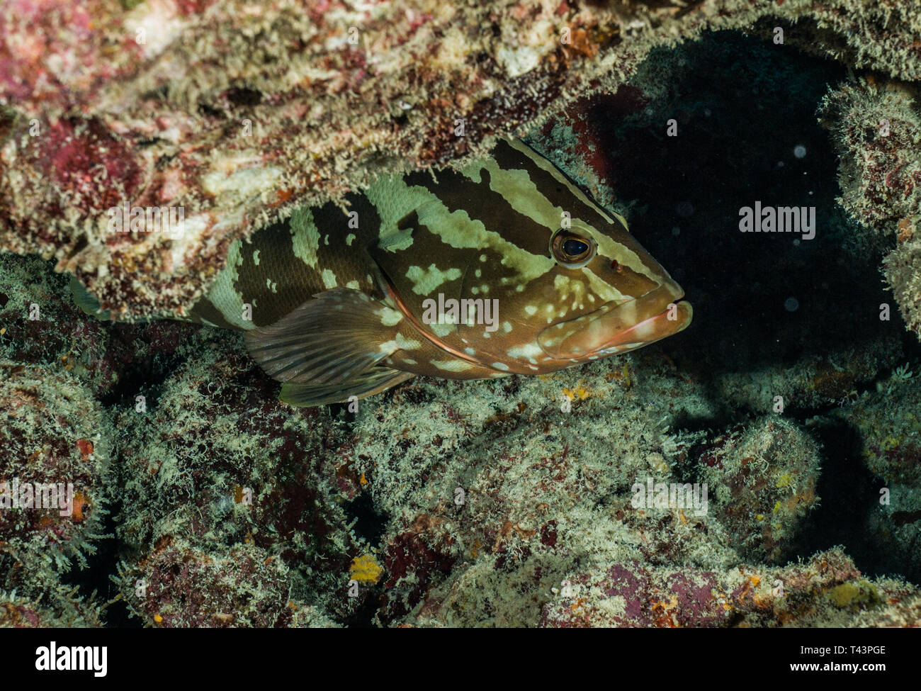 Cernia in corallo grotta subacquea mar dei caraibi Los Roques Venezuela Foto Stock