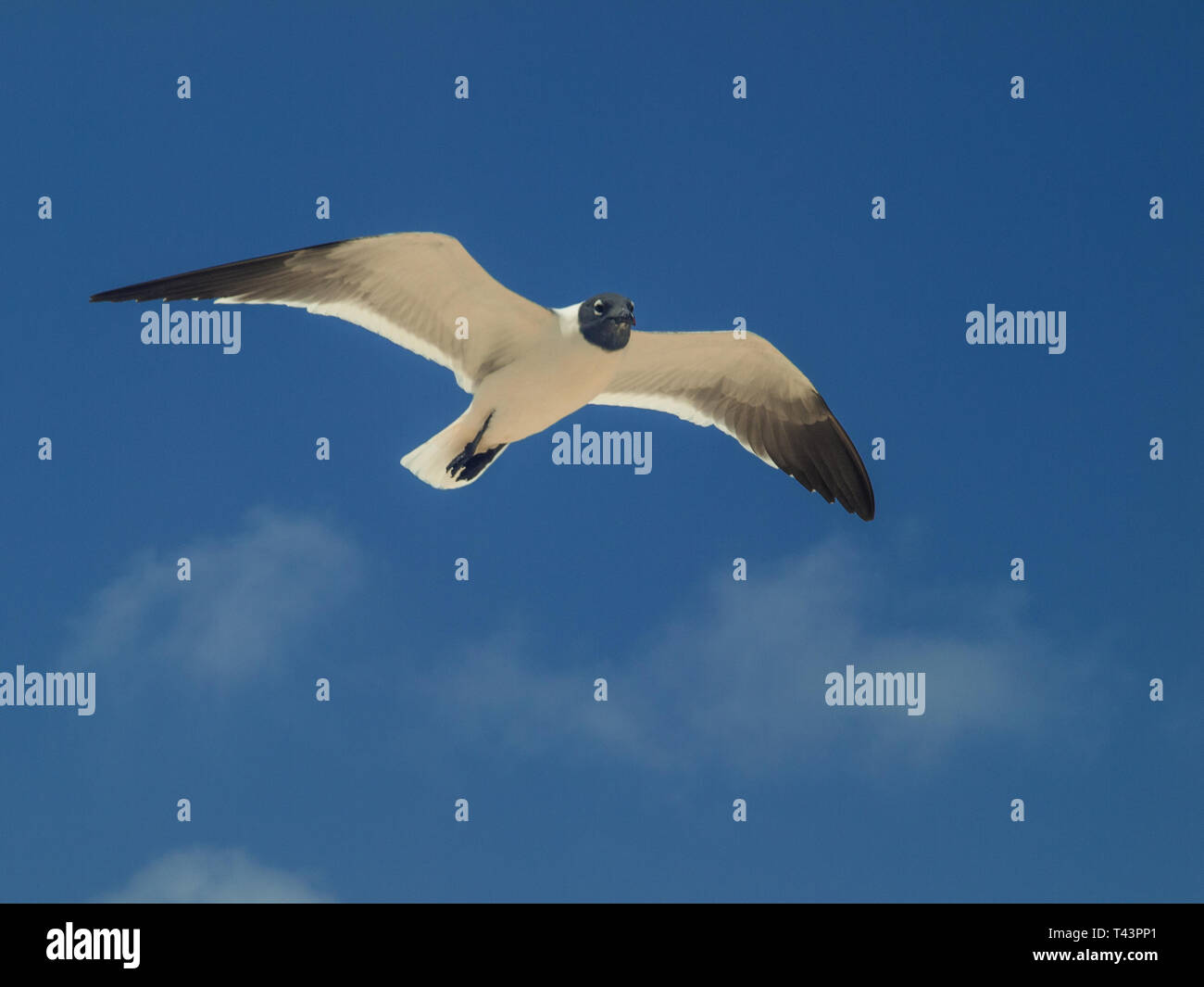 Flying Gull Bonaparte in cielo (Chroicocephalus philadelphia), Sud America Archipiélago Los Roques Venezuela Foto Stock