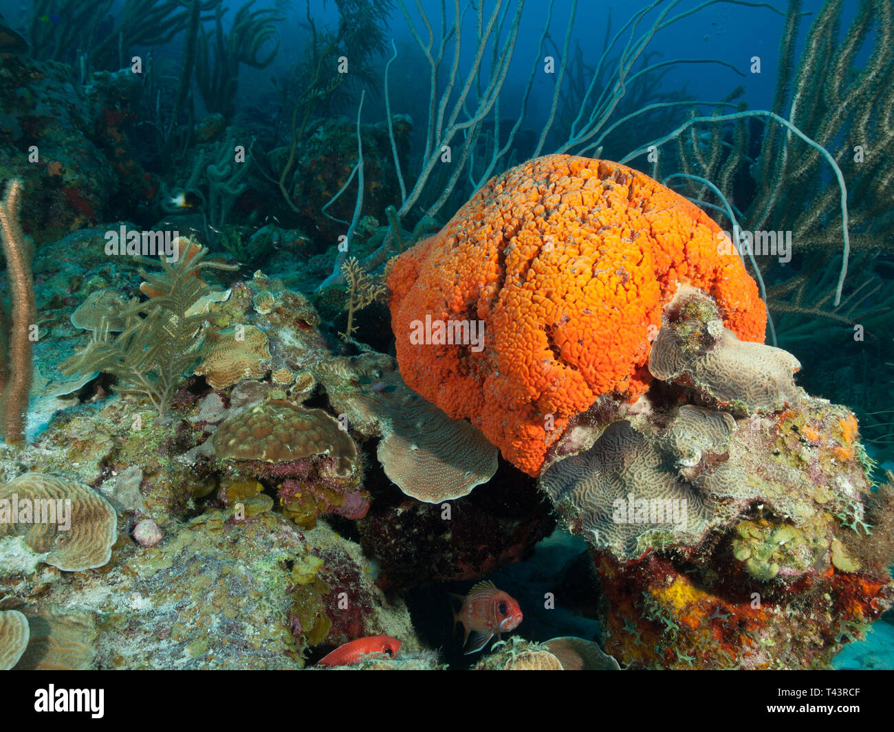 Agelas clathrodes sobre corallo - Metazoa - Los Roques. Venezuela Foto Stock