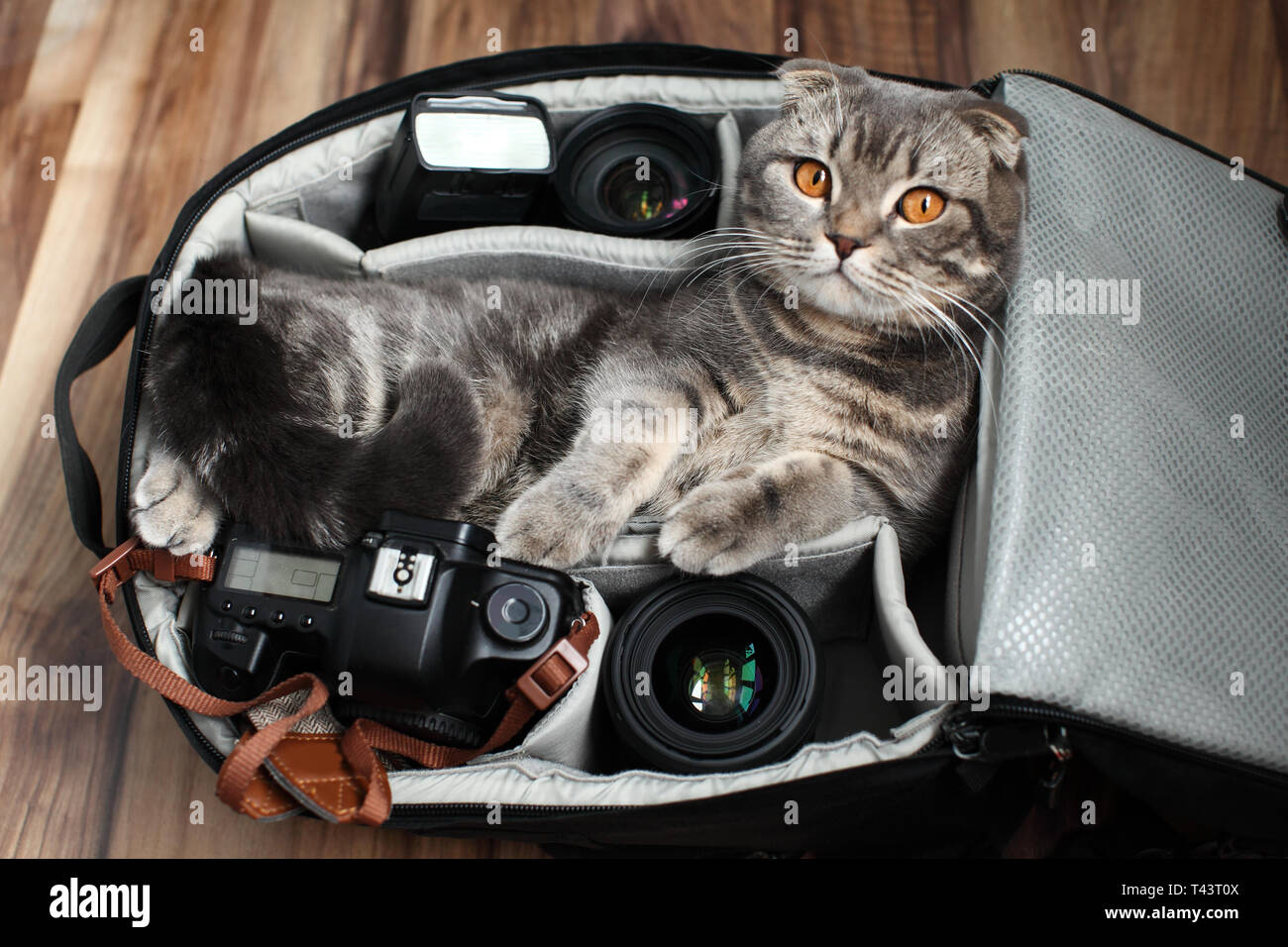 British Shorthair un gatto in un sacco di foto Foto Stock