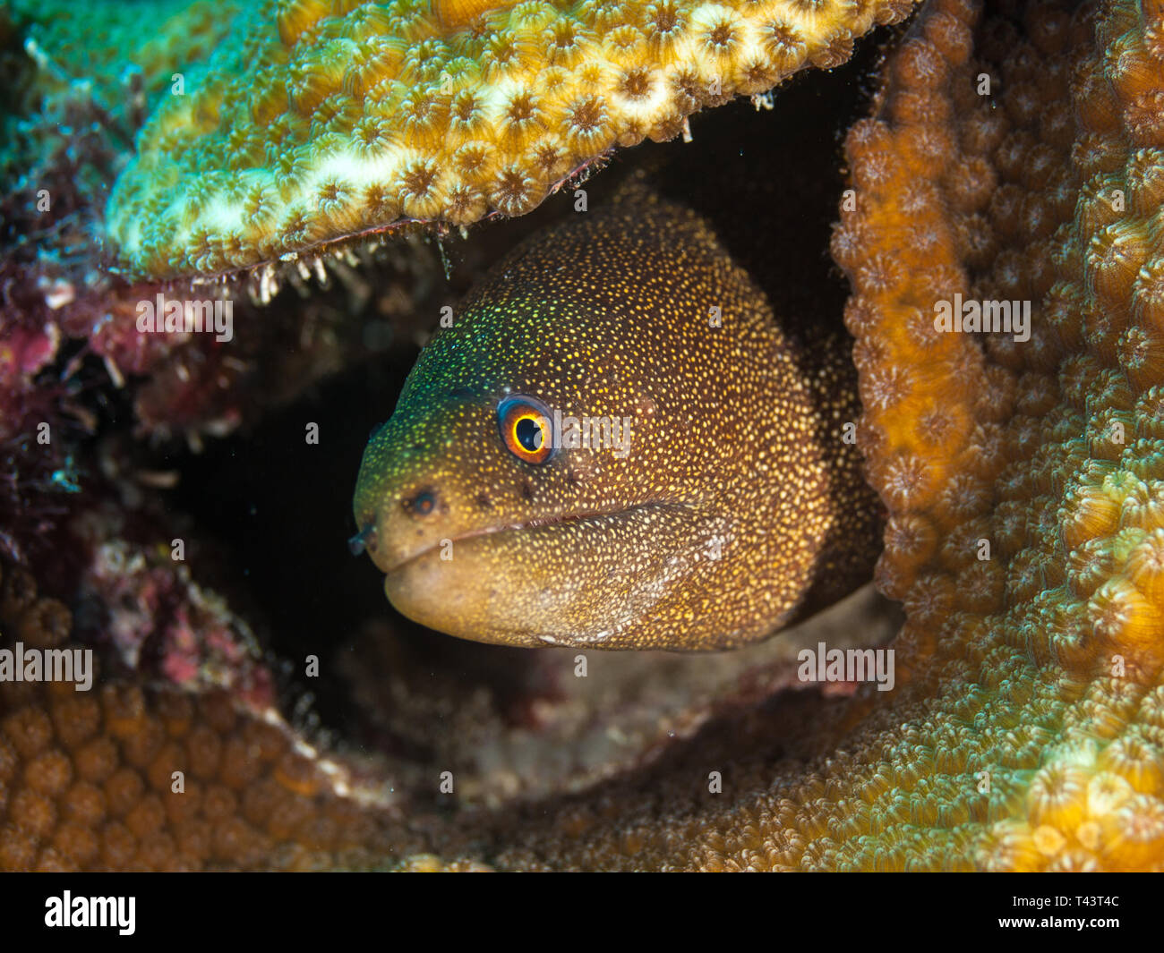 Gymnothorax miliaris - Goldentail morey / Foto Stock