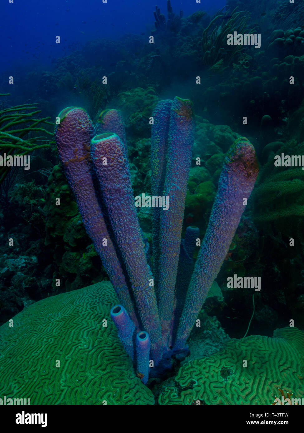 Aplysina archeri -Spawning-Sperm - Metazoa - Los Roques. Venezuela Foto Stock