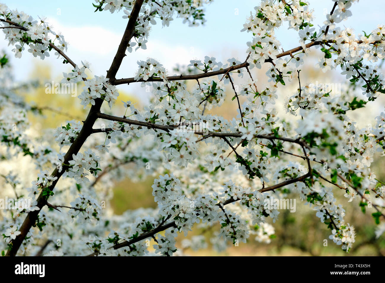 Fresche, fiori, naturale, natur, molla, stagione, salute, bellezza naturale, stagione, meteo,campagna, azienda agricola, Campo Fiore, telaio, giardino, giardinaggio, Foto Stock