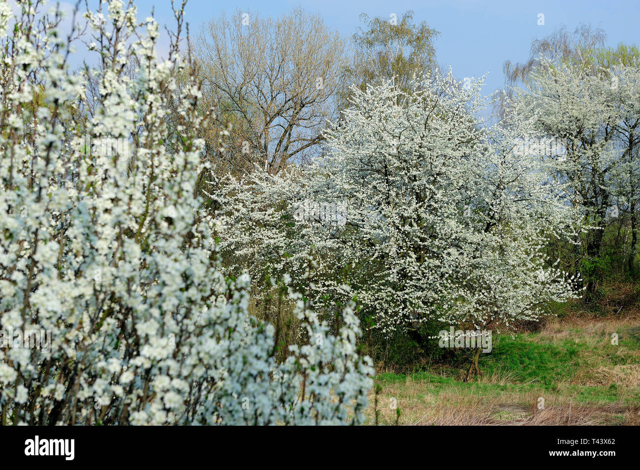 Fresche, fiori, naturale, natur, molla, stagione, salute, bellezza naturale, stagione, meteo,campagna, azienda agricola, Campo Fiore, telaio, giardino, giardinaggio, Foto Stock