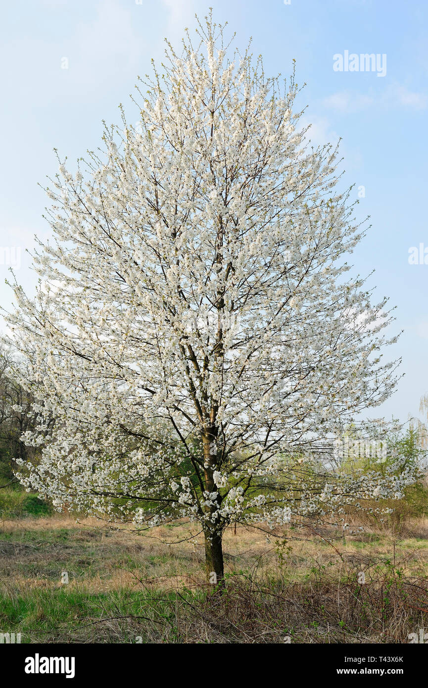 Fresche, fiori, naturale, natur, molla, stagione, salute, bellezza naturale, stagione, meteo,campagna, azienda agricola, Campo Fiore, telaio, giardino, giardinaggio, Foto Stock