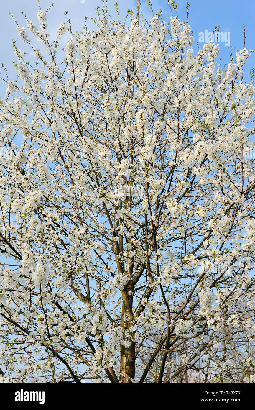 Fresche, fiori, naturale, natur, molla, stagione, salute, bellezza naturale, stagione, meteo,campagna, azienda agricola, Campo Fiore, telaio, giardino, giardinaggio, Foto Stock