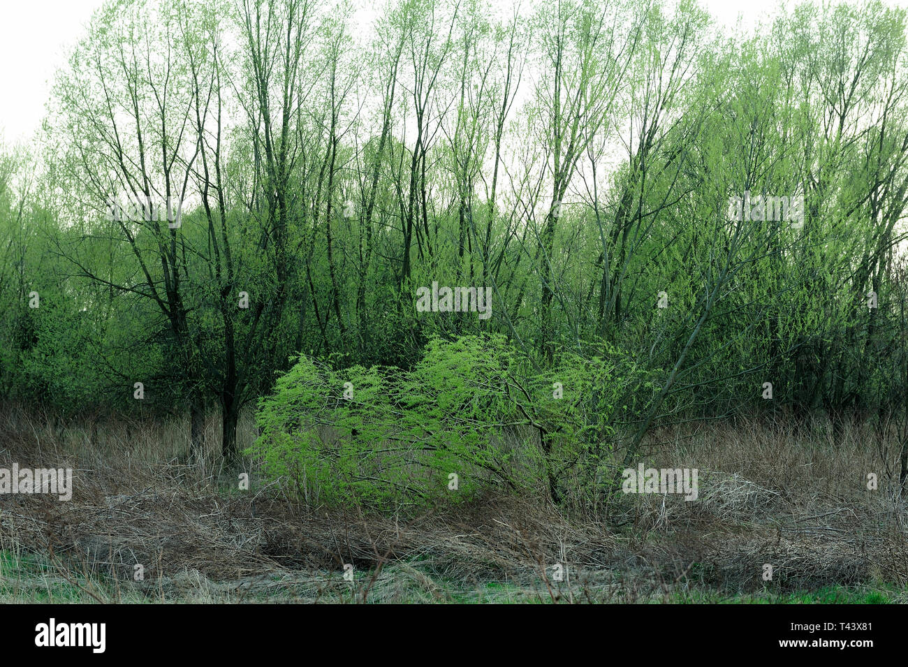 Fresche, fiori, naturale, natur, molla, stagione, salute, bellezza naturale, stagione, meteo,campagna, azienda agricola, Campo Fiore, telaio, giardino, giardinaggio, Foto Stock