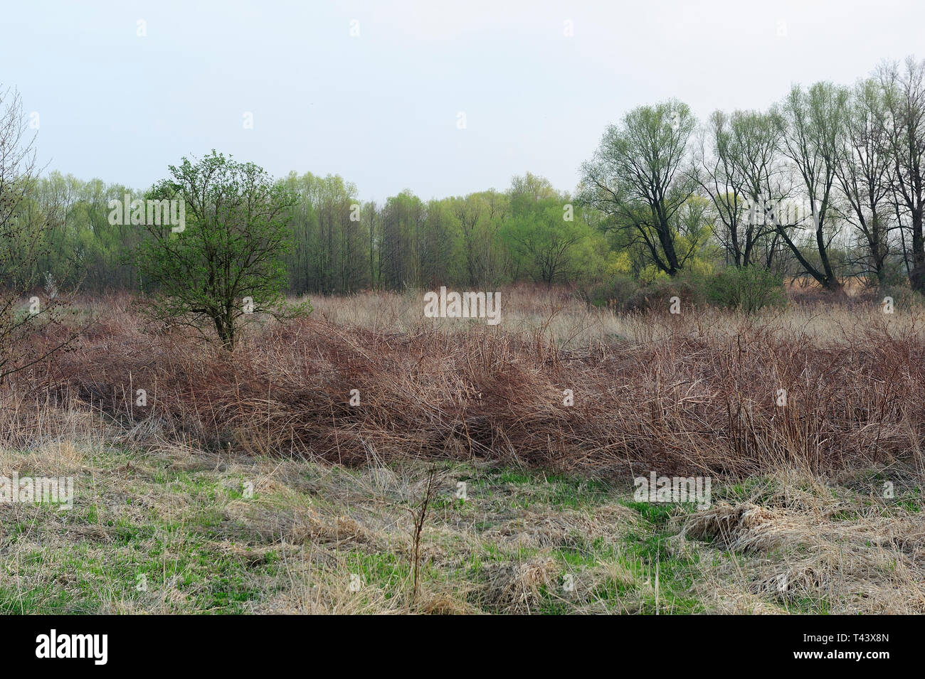 Fresche, fiori, naturale, natur, molla, stagione, salute, bellezza naturale, stagione, meteo,campagna, azienda agricola, Campo Fiore, telaio, giardino, giardinaggio, Foto Stock