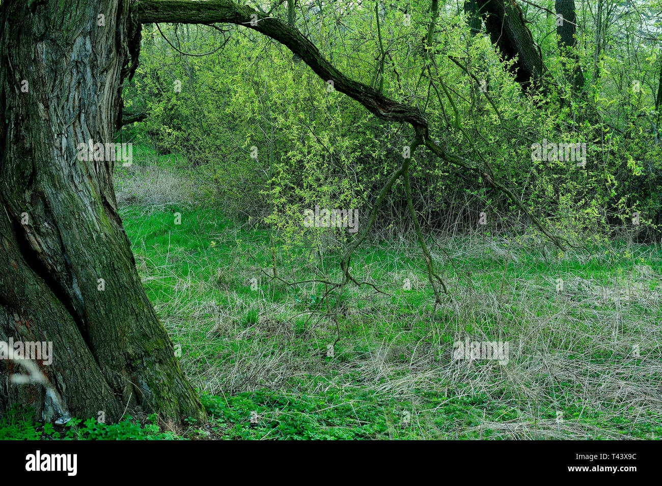 Fresche, fiori, naturale, natur, molla, stagione, salute, bellezza naturale, stagione, meteo,campagna, azienda agricola, Campo Fiore, telaio, giardino, giardinaggio, Foto Stock