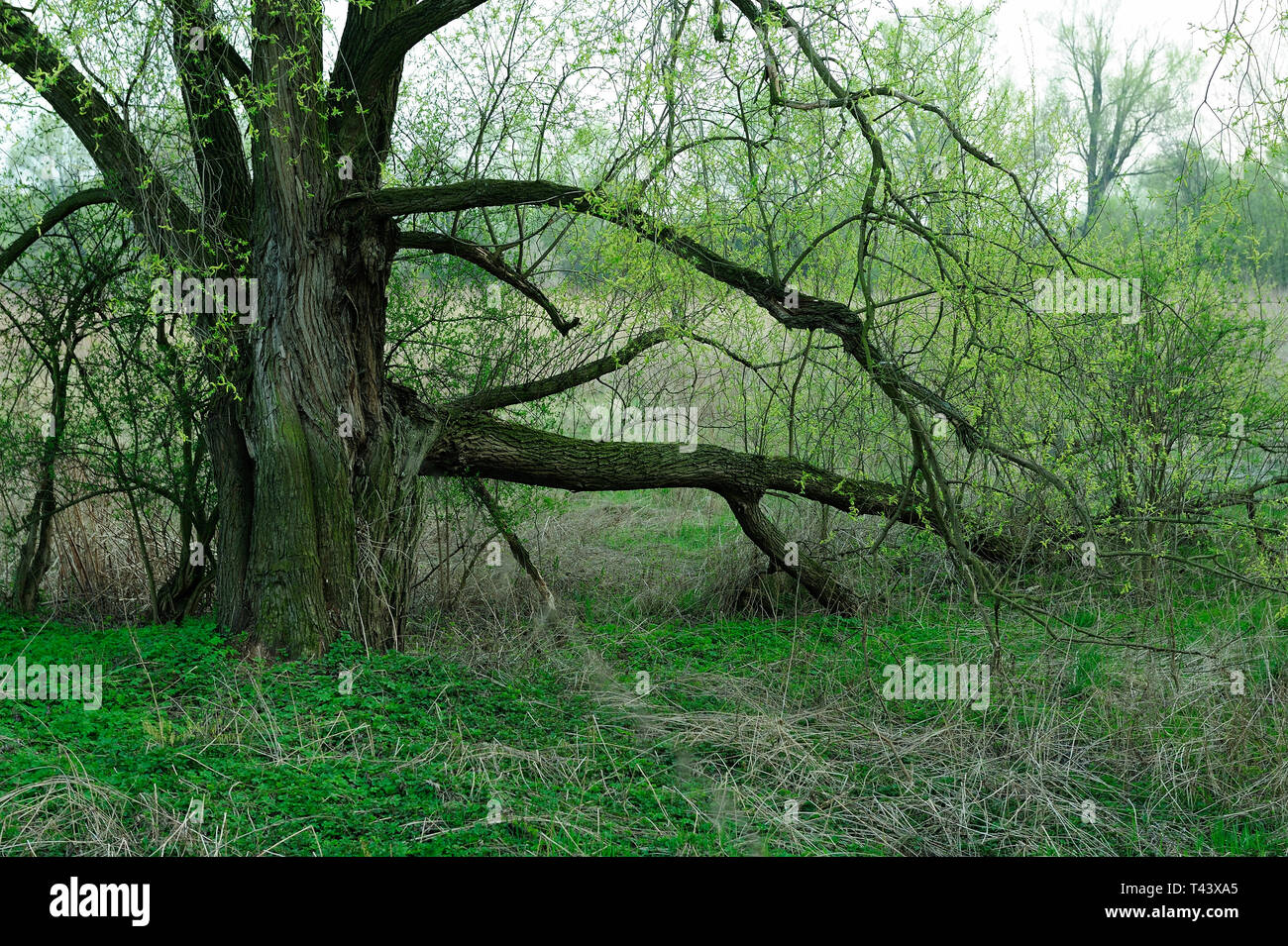 Fresche, fiori, naturale, natur, molla, stagione, salute, bellezza naturale, stagione, meteo,campagna, azienda agricola, Campo Fiore, telaio, giardino, giardinaggio, Foto Stock