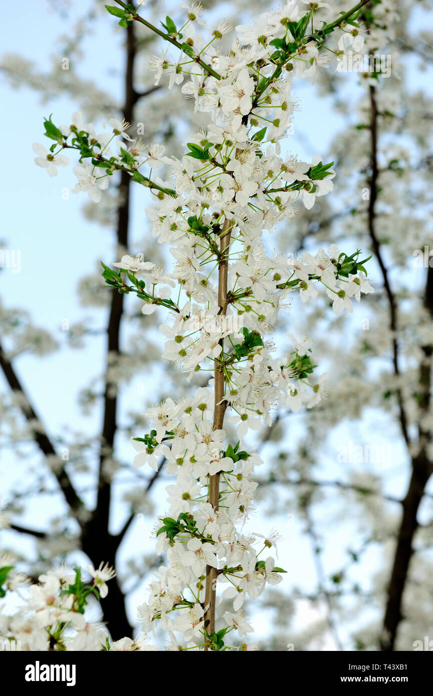 Fresche, fiori, naturale, natur, molla, stagione, salute, bellezza naturale, stagione, meteo,campagna, azienda agricola, Campo Fiore, telaio, giardino, giardinaggio, Foto Stock