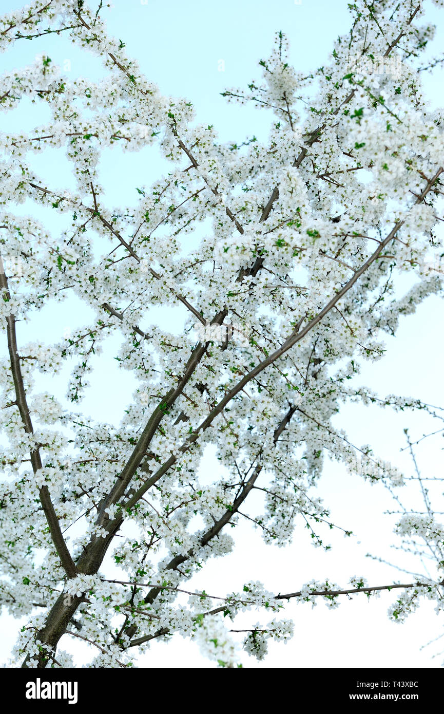 Fresche, fiori, naturale, natur, molla, stagione, salute, bellezza naturale, stagione, meteo,campagna, azienda agricola, Campo Fiore, telaio, giardino, giardinaggio, Foto Stock