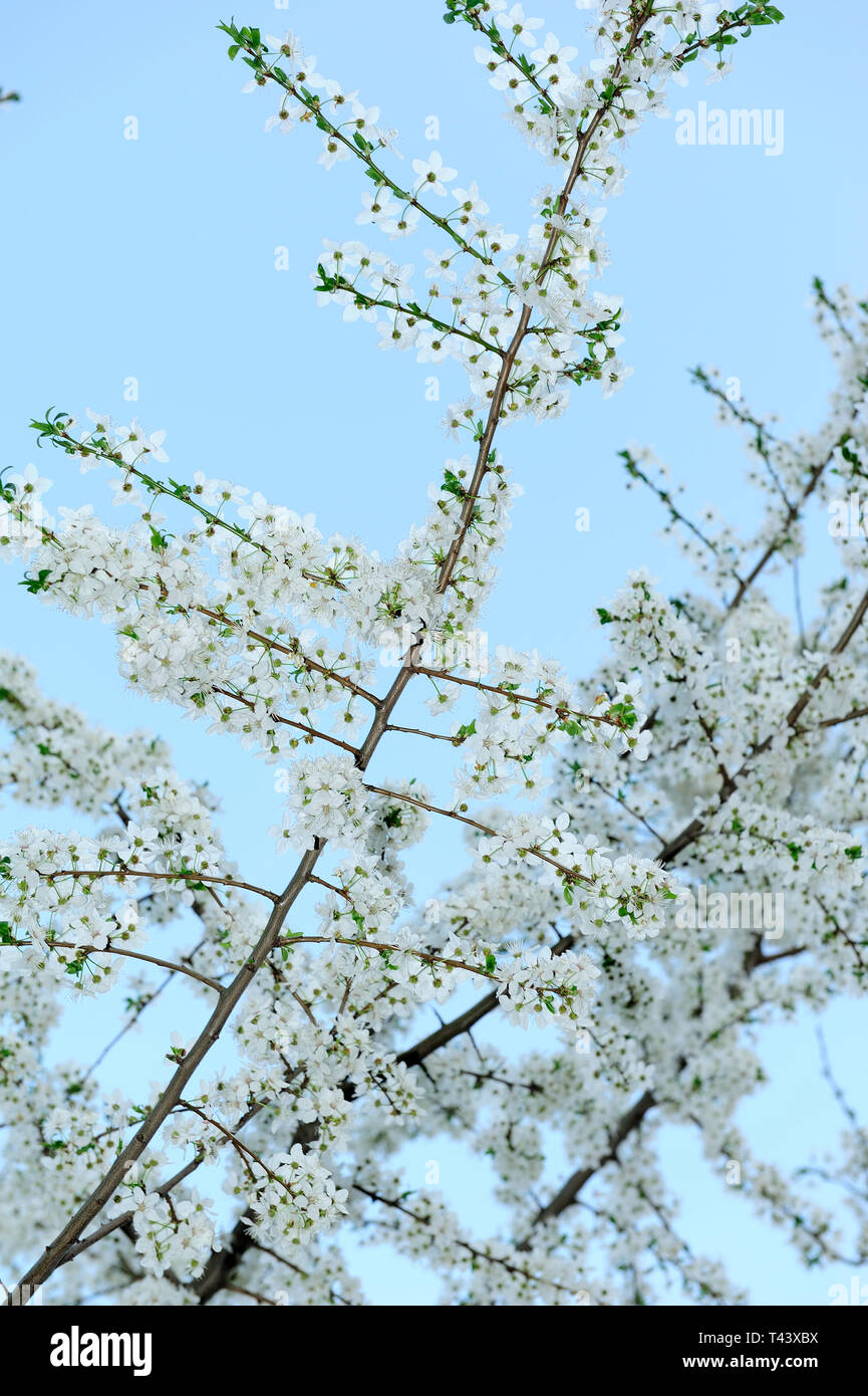 Fresche, fiori, naturale, natur, molla, stagione, salute, bellezza naturale, stagione, meteo,campagna, azienda agricola, Campo Fiore, telaio, giardino, giardinaggio, Foto Stock