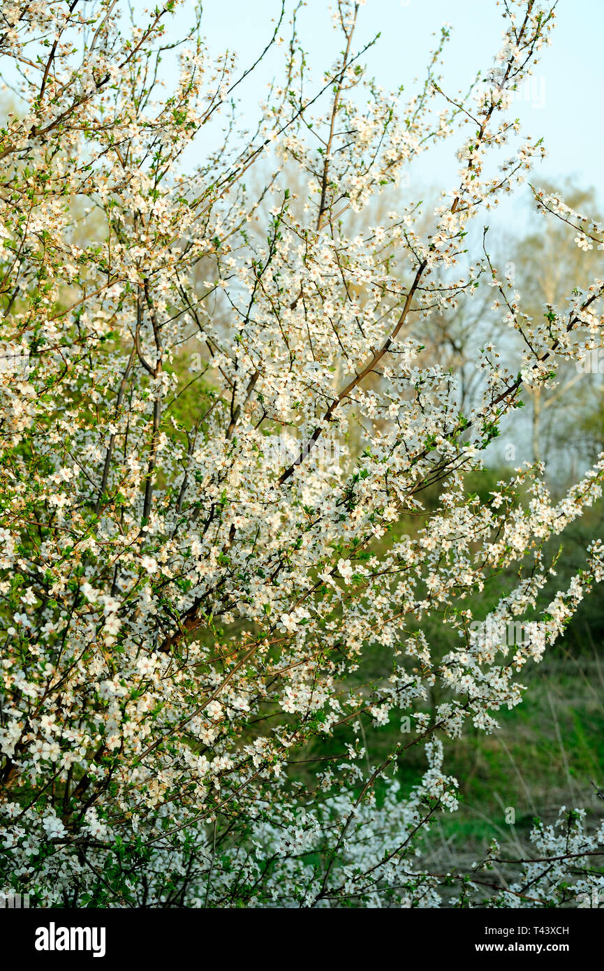 Fresche, fiori, naturale, natur, molla, stagione, salute, bellezza naturale, stagione, meteo,campagna, azienda agricola, Campo Fiore, telaio, giardino, giardinaggio, Foto Stock
