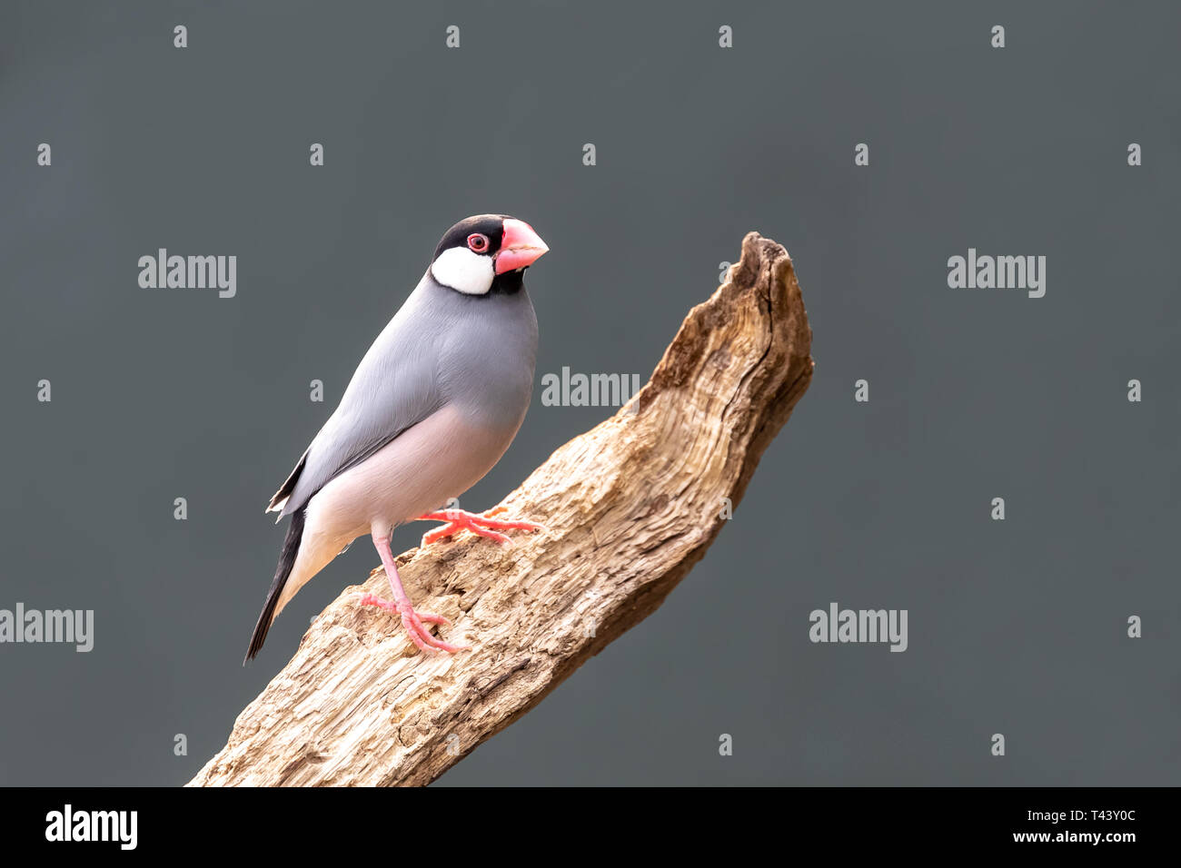 Adulto Java sparrow, Lonchura oryzivora, appollaiato su un ramo morto. Backgournd grigio con spazio per voi il testo. Foto Stock