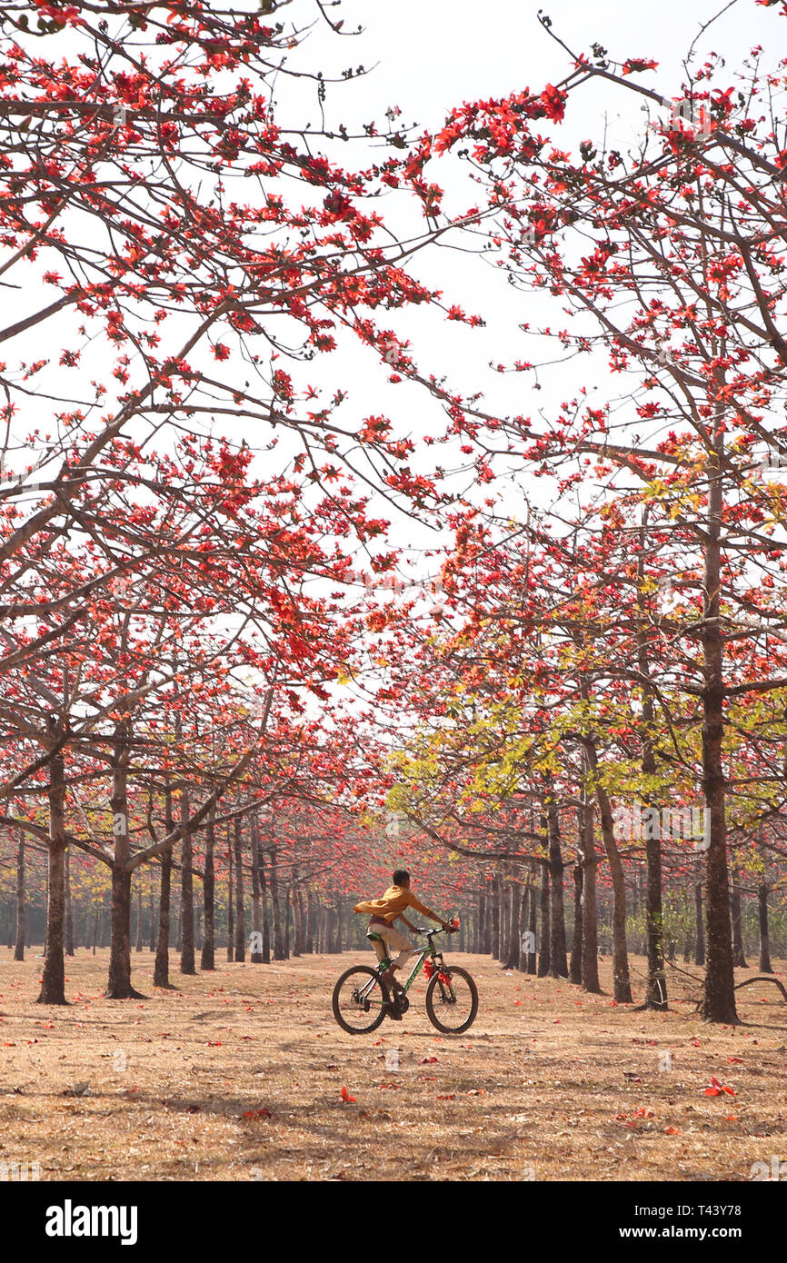 Cycler passando attraverso la foresta rossa. Foto Stock