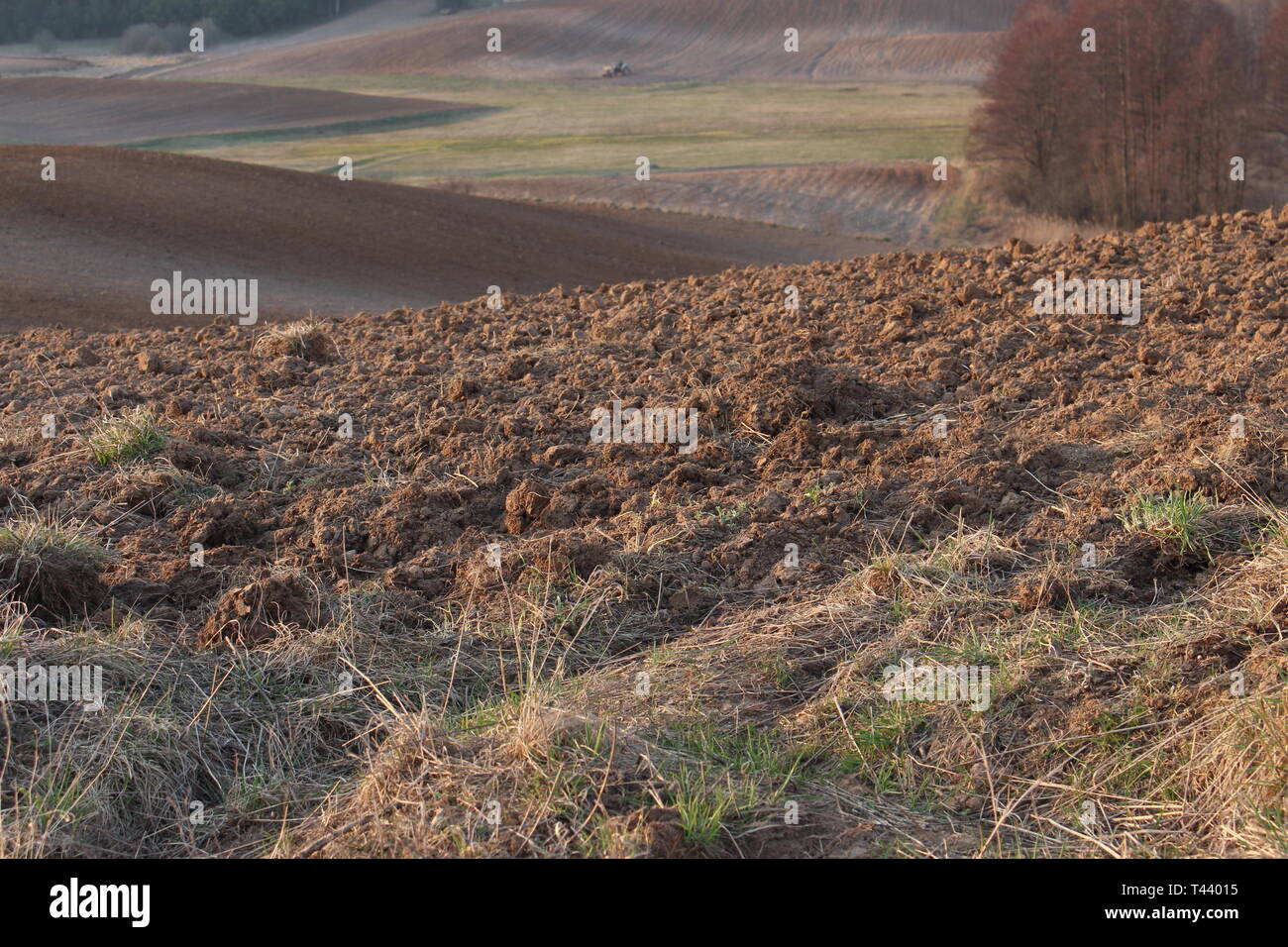 Sfondo naturale: un campo a Suwalszczyzna, Podlasie, Polonia Foto Stock