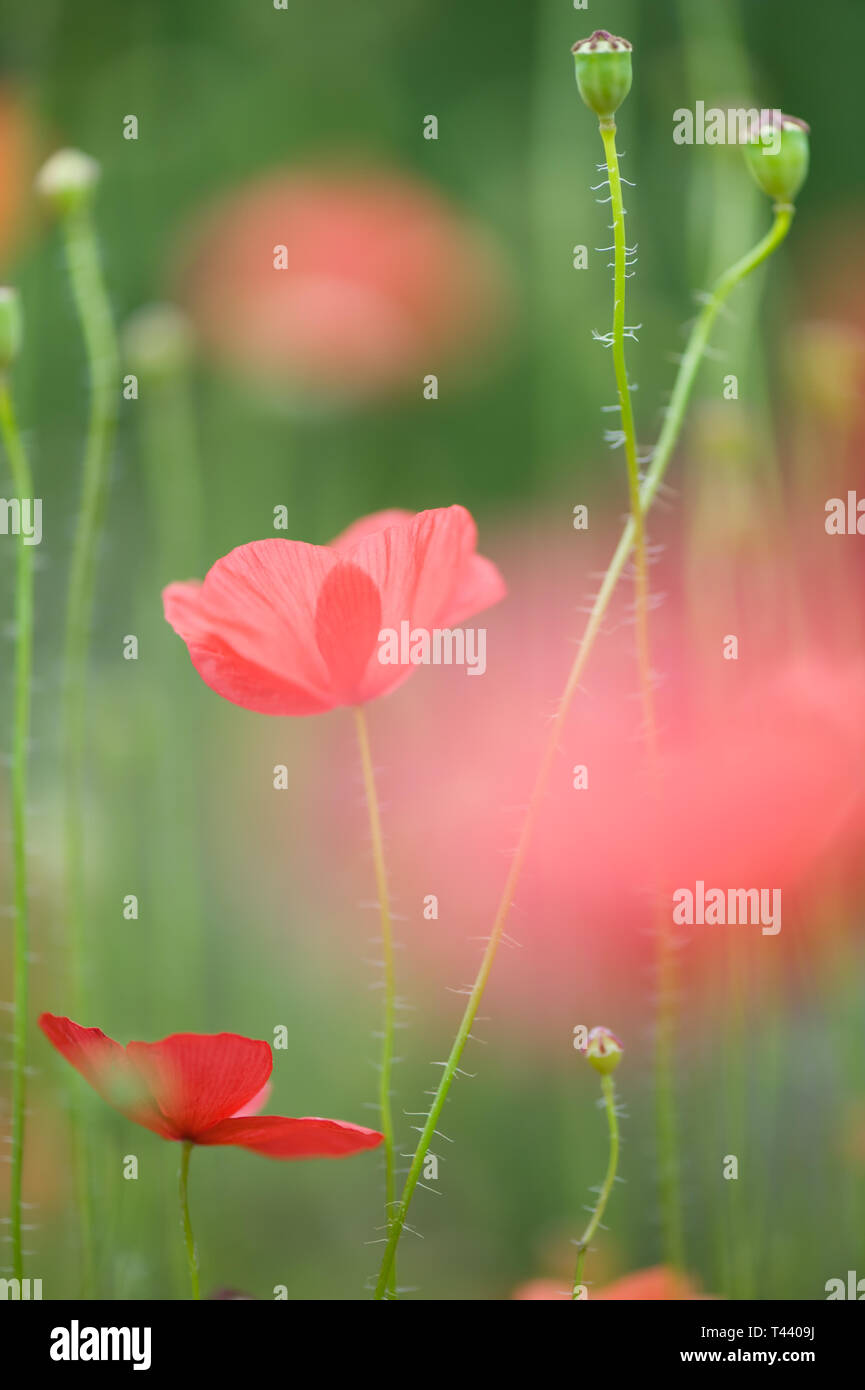 Papaveri rossi, mais papavero (Papaver rhoeas) nel campo. Messa a fuoco selettiva e molto leggera profondità di campo a. Foto Stock
