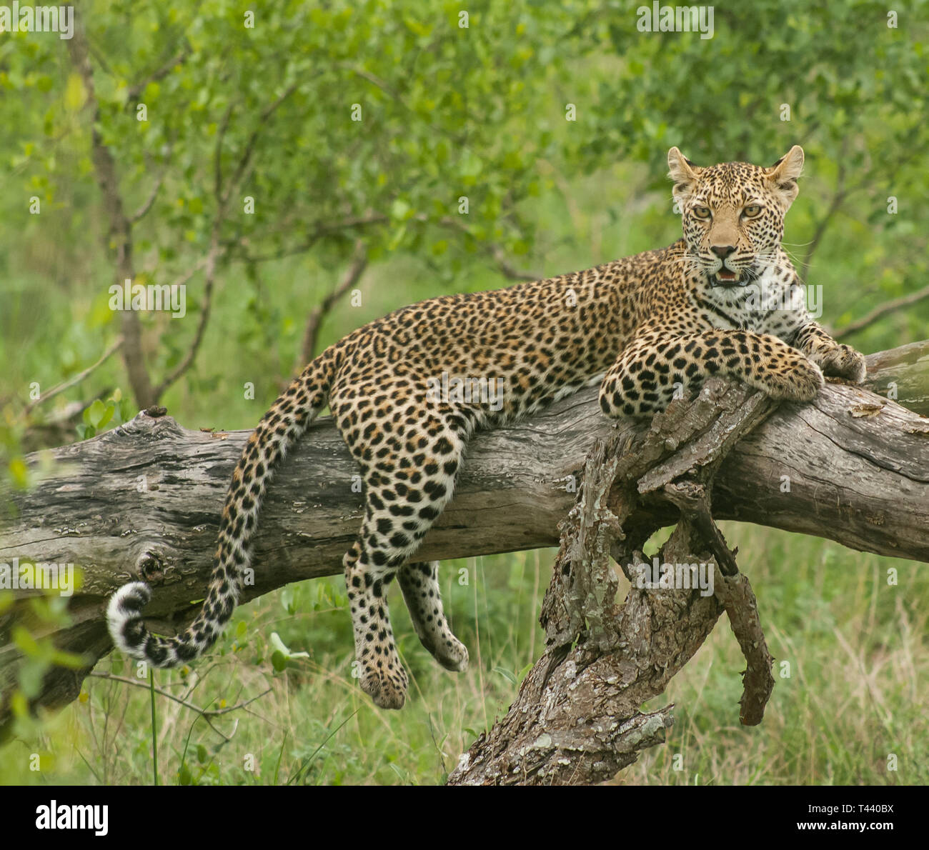 Leopardi del maggiore parco di Kruger, Sud Africa Foto Stock