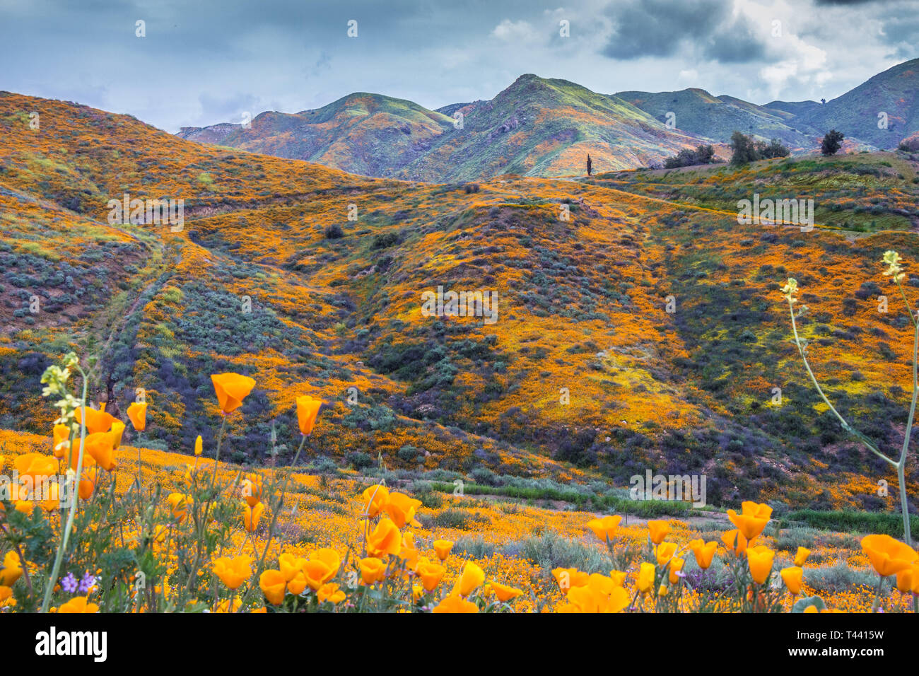 I campi di papavero in California del Sud. Foto Stock