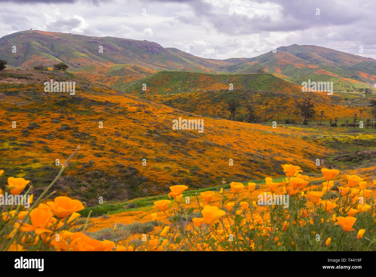 I campi di papavero in California del Sud. Foto Stock