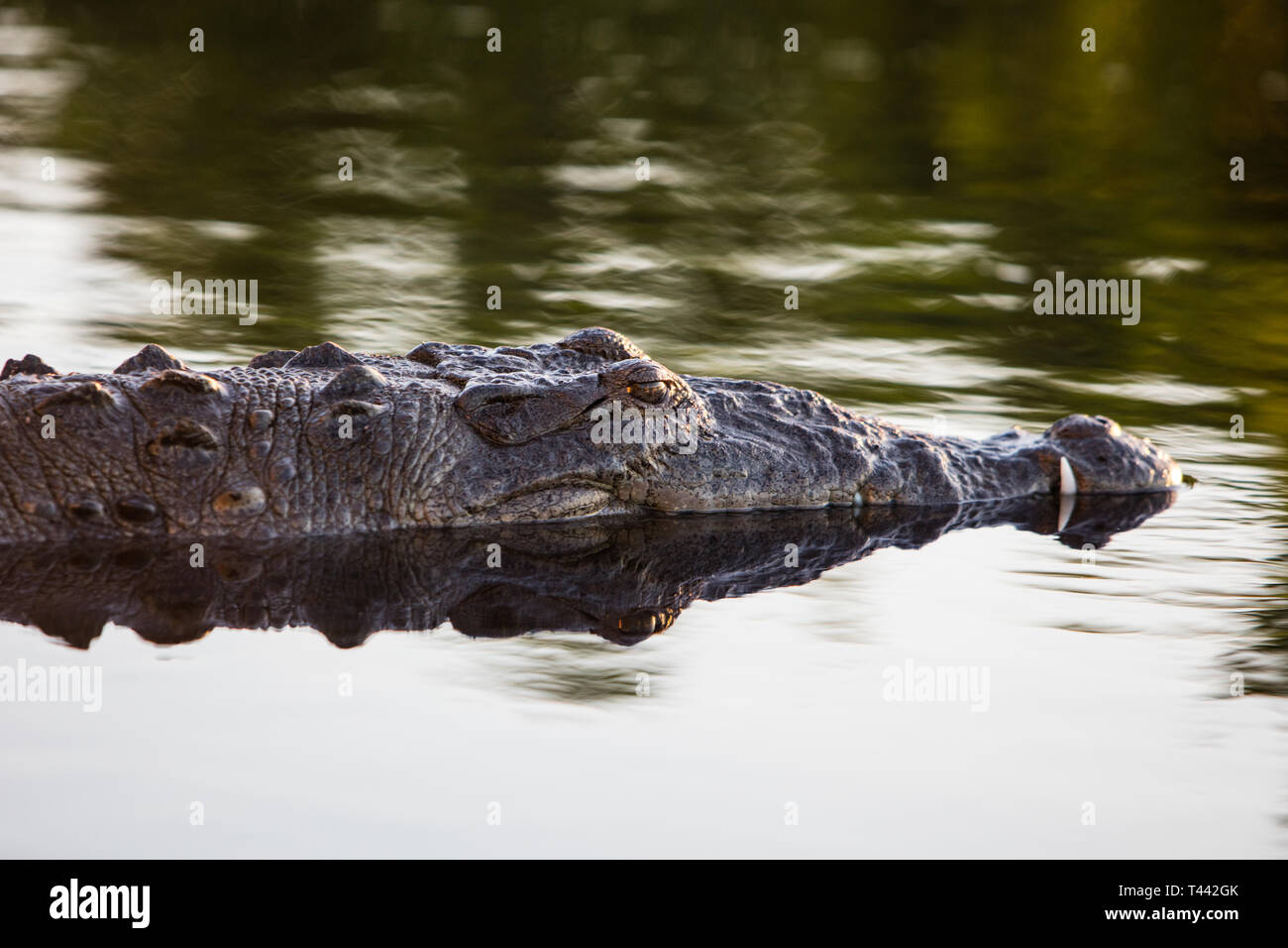 Un coccodrillo americano, Crocodylus acutus, si trova ancora in una tranquilla laguna al largo delle coste del Belize. Questi rettili pericolosi può crescere fino a 10-15 ft a lungo. Foto Stock