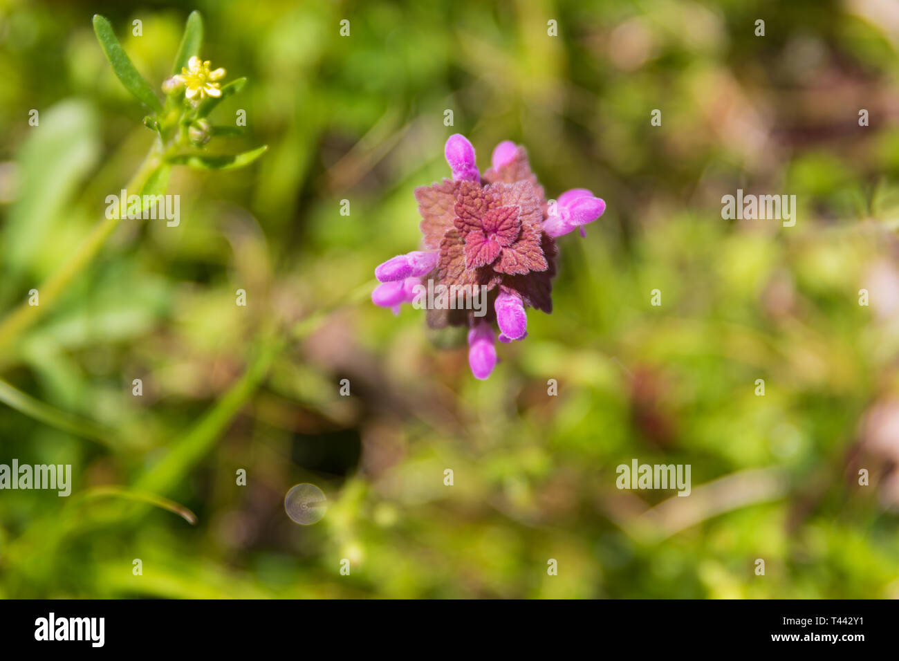 Un viola Dead-Nettle crescente selvatici in Teresita, Oklahoma Foto Stock