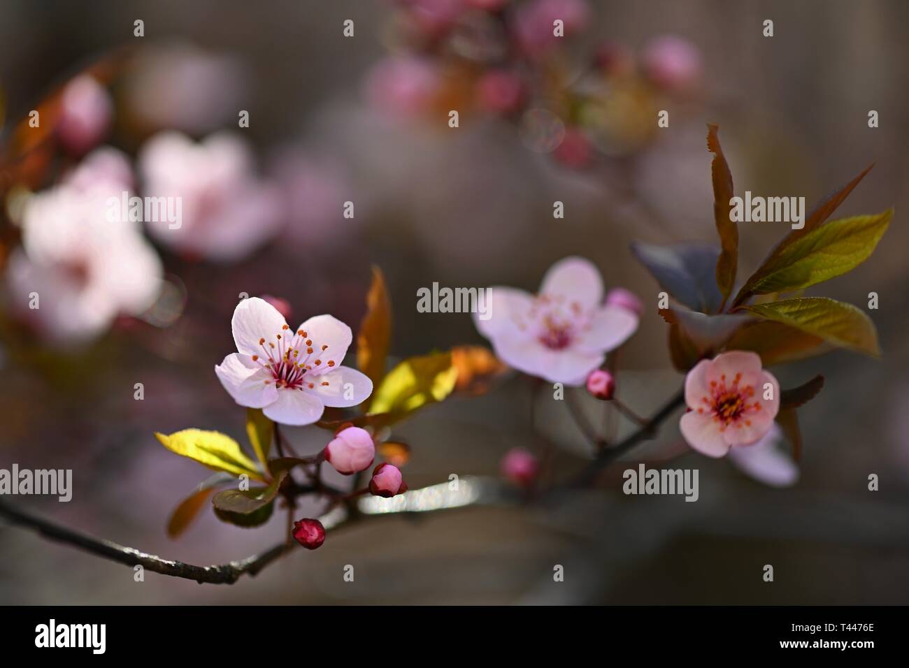 Fiori di Primavera. Splendidamente fioritura ramo dell'albero. Cherry - Sakura e sun con un naturale sfondo colorato Foto Stock