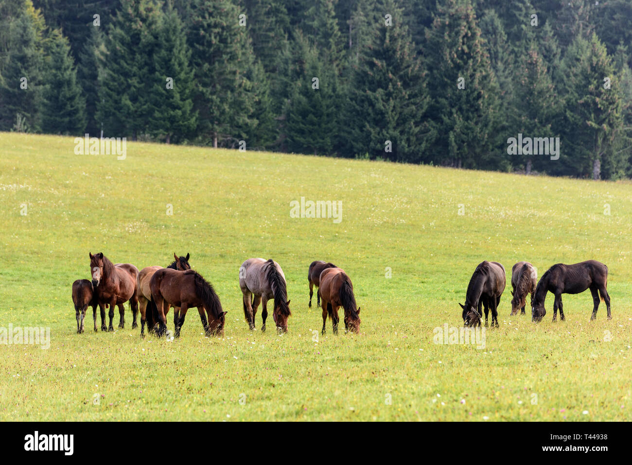 Cavalli sul pascolo libero nei Carpazi della Transilvania. Cavalli al pascolo. Cavallo naturale mantenendo. Foto Stock