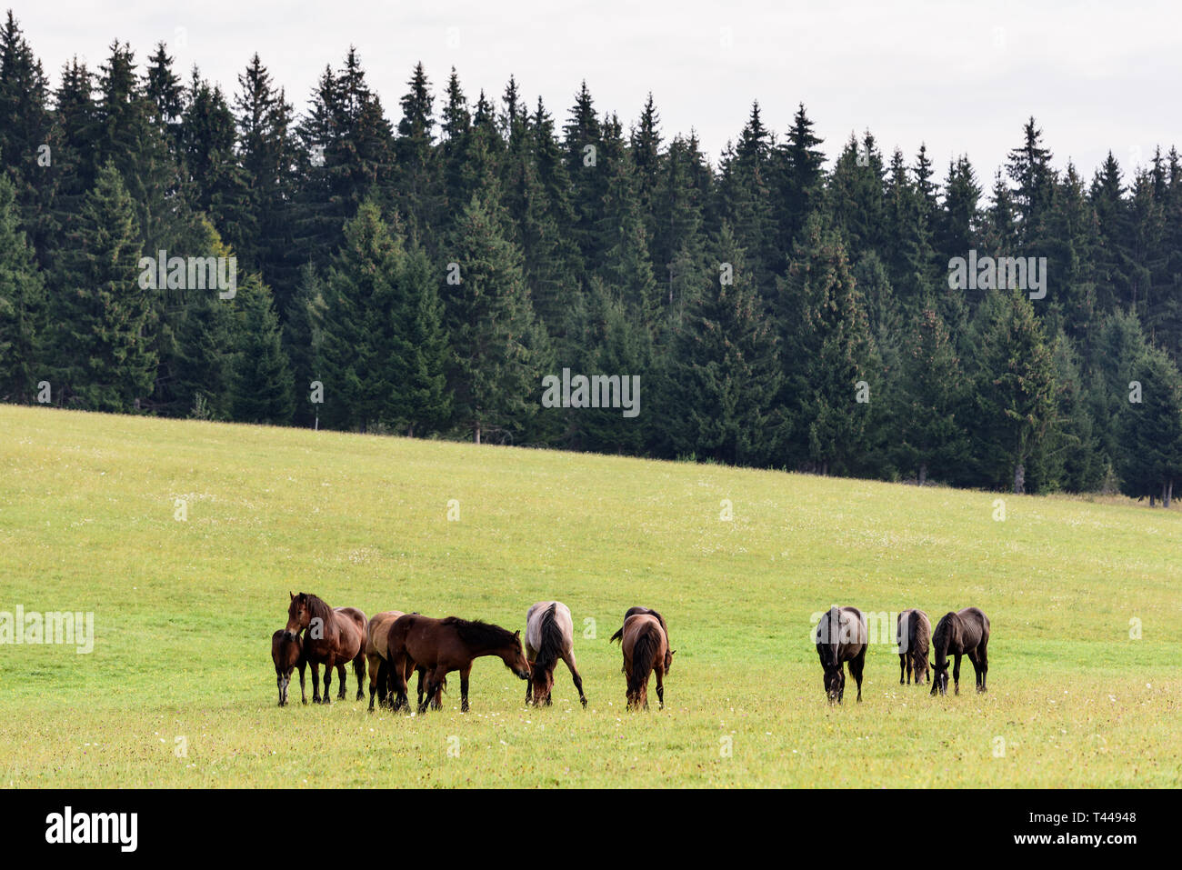 Cavalli sul pascolo libero nei Carpazi della Transilvania. Cavalli al pascolo. Cavallo naturale mantenendo. Foto Stock