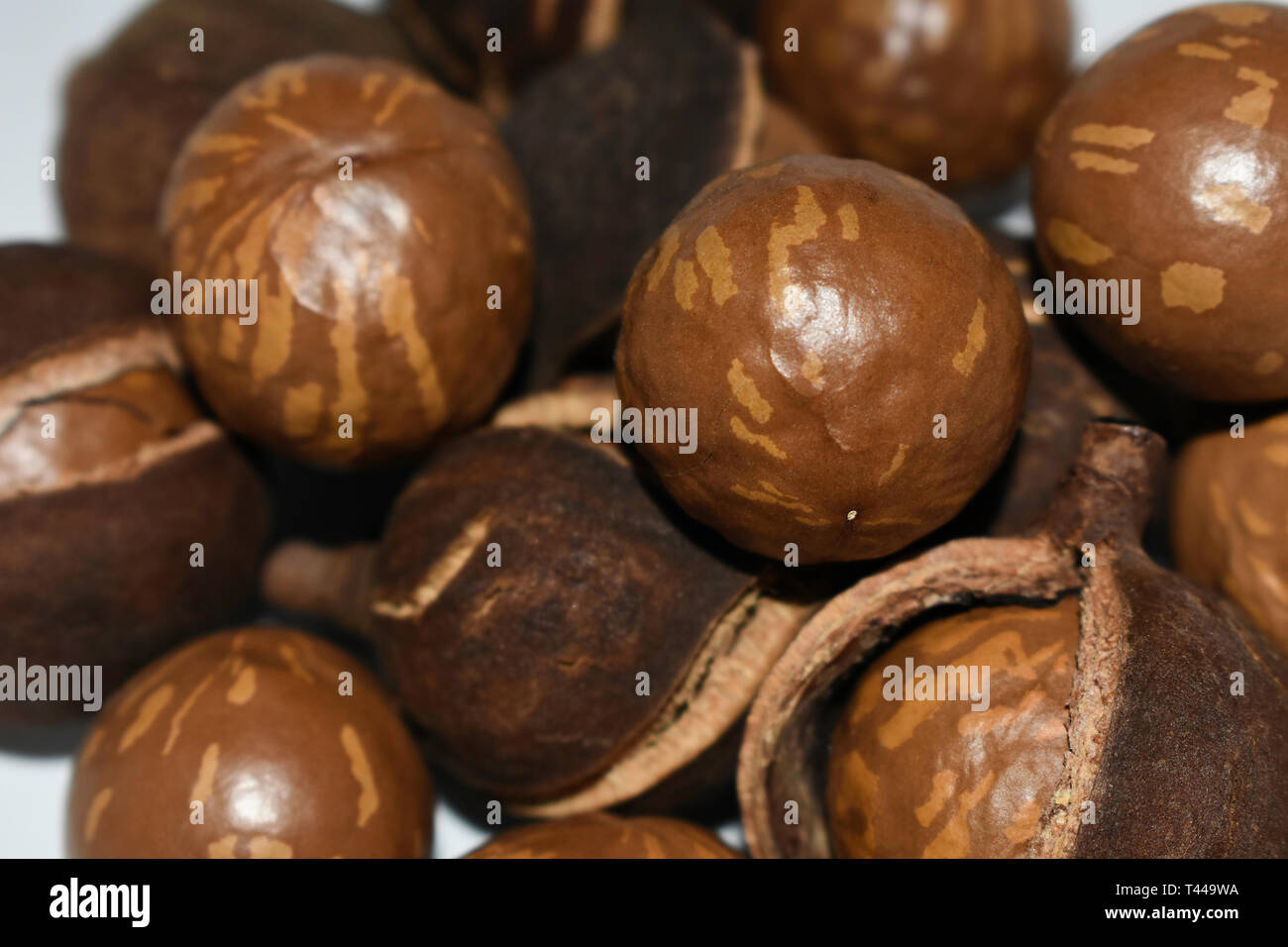 Naturale di macadamia Noci con guscio e lolla Foto Stock