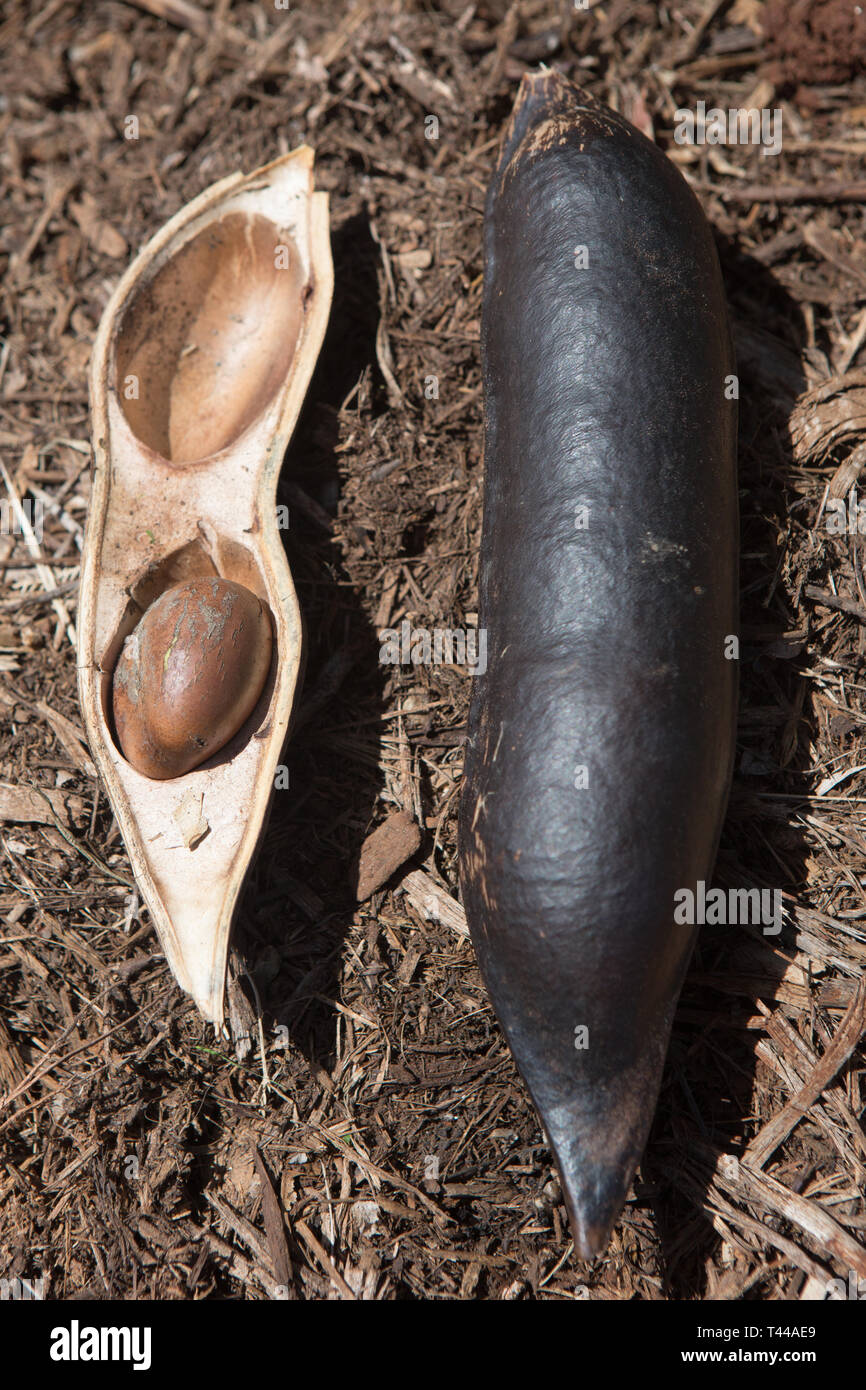 Fagiolo Nero Castanospermum australe pod di sementi di foresta pluviale tropicale tree Foto Stock